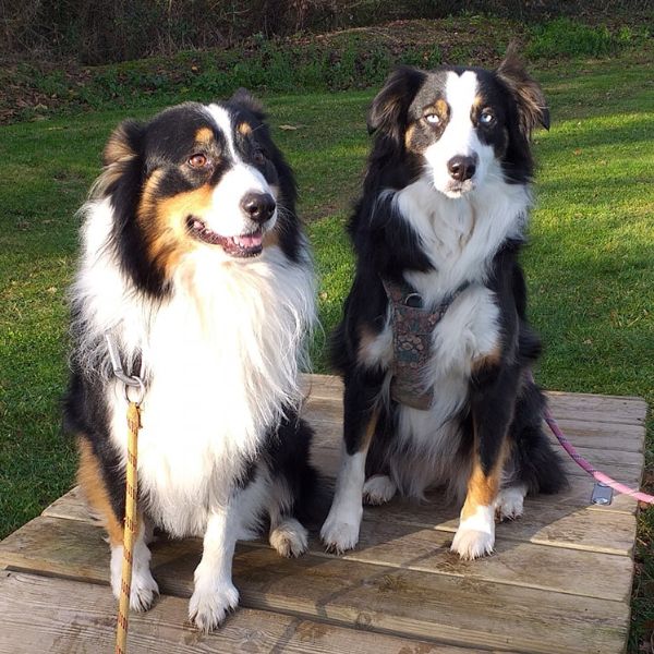 éducation canine aude castelnaudary