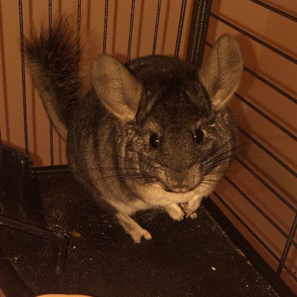 garde à domicile aude ariège