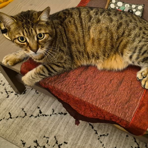 garde à domicile aude ariège