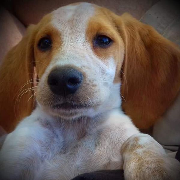 éducation canine chiot aude lafage