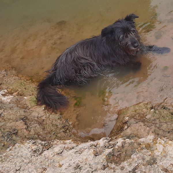 balade rando chien ariège