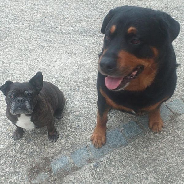 garde à domicile aude ariège