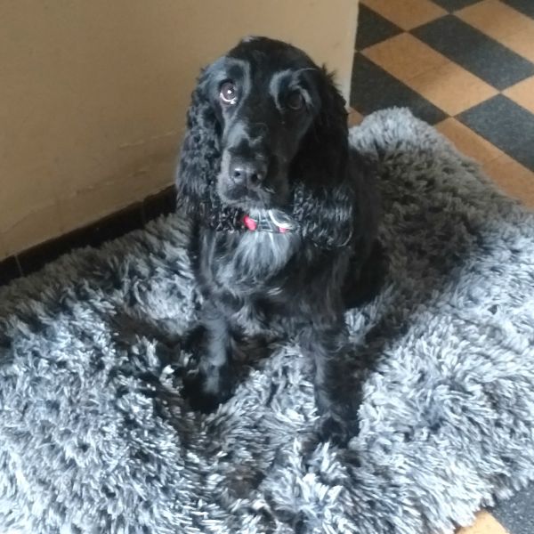 éducation canine chiot à domicile aude limoux