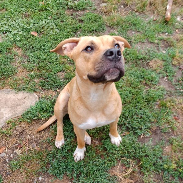 éducation canine réactif aude ariège