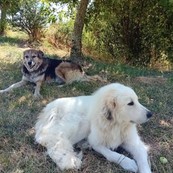 rando de chien aude lafage ariège mirepoix