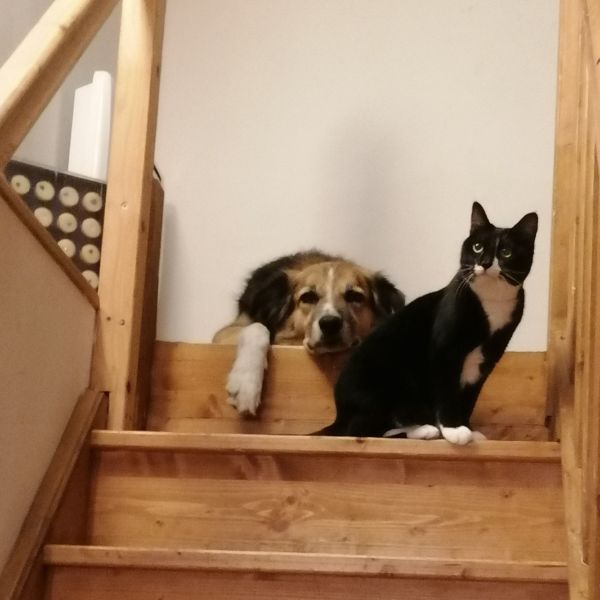 garde à domicile aude ariège